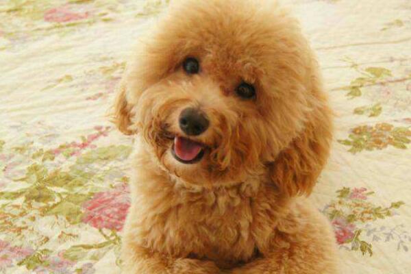 贵宾犬训练的高效方法（培养品质犬，从专业训练开始）