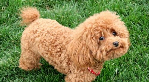 爱护你的泰迪犬（泰迪犬的饲养方法与注意事项）