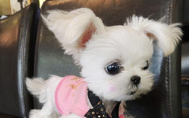 如何剪毛茶杯犬（宠物养护技巧）