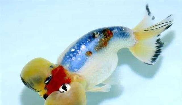 如何科学饲养扯旗黑水泡宠物？（掌握关键饲养技巧，让宠物健康成长）