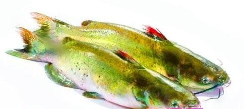 鲶鱼的饲养方法（从宠物到养殖，一网打尽）