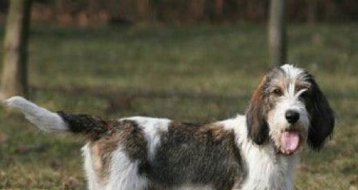 迷你贝吉格里芬凡丁犬的饲养方法（小型犬种宠物如何养护？-迷你贝吉格里芬凡丁犬）
