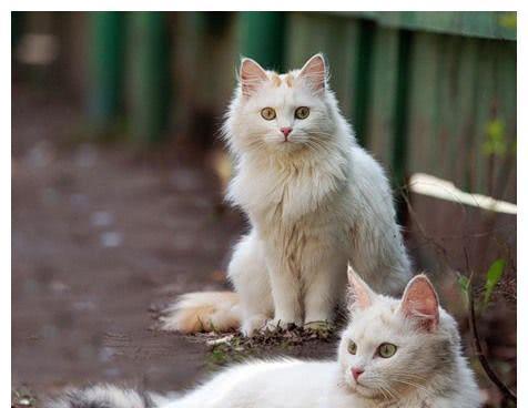 土耳其梵猫的饲养方法（以宠物为主，让你成为梵猫的贴心伙伴）
