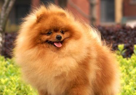 美系博美犬的饲养全指南（培养健康、快乐的美系博美宠物生活）
