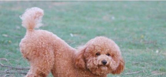 泰迪犬的饲养全指南（如何成为泰迪犬的好主人？）