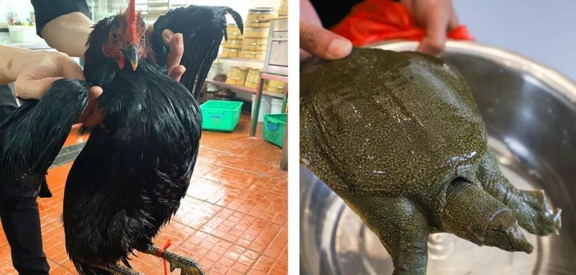 黄沙鳖的饲养方法（如何养活健康的黄沙鳖）