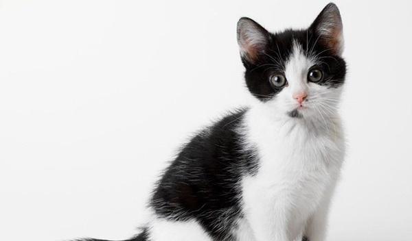 电烫卷猫的饲养全攻略（让爱宠健康成长，从这里开始！）