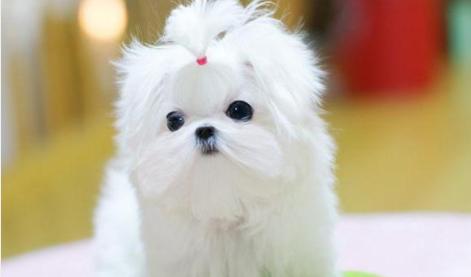 玛尔济斯犬饲养指南（如何成为一名优秀的玛尔济斯犬主人）