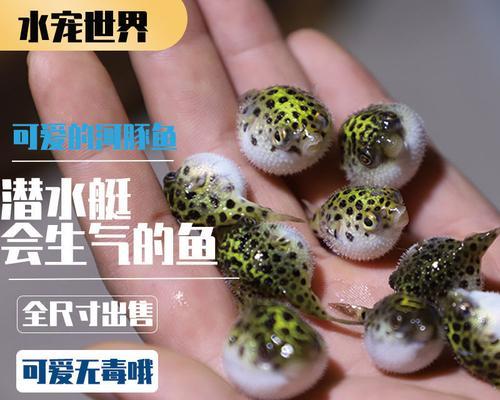 潜水艇鱼的饲养方法全解析（如何打造一个健康、快乐的潜水艇鱼宠物家庭）