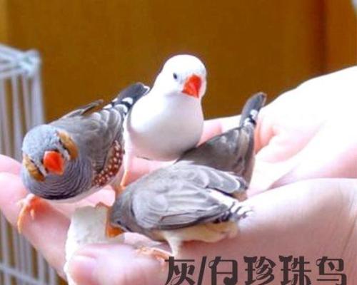白文鸟的饲养全攻略（如何给你的宠物白文鸟提供最佳生活环境）