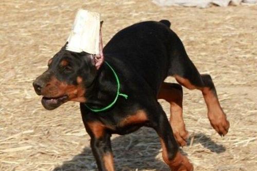 杜宾犬训练全攻略（从宠物到伙伴，掌握关键技巧让你的犬犬成为优秀的家庭伙伴）