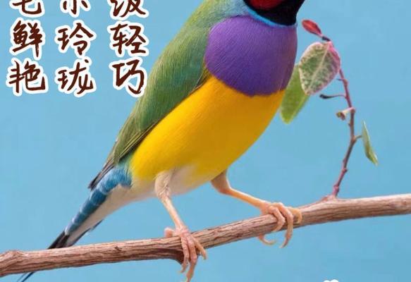 如何饲养东紫背食蜜鸟？（掌握关键方法，让它们健康成长）