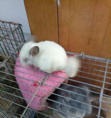 粉白龙猫的饲养全攻略（了解粉白龙猫的习性，做好饲养准备，享受它们带来的快乐）