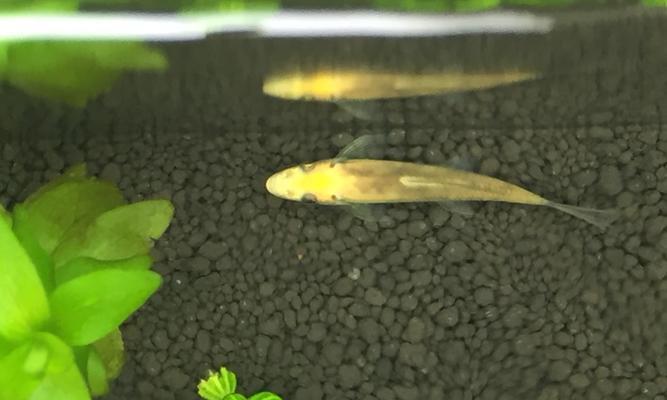 青苔鼠鱼的饲养方法（让青苔鼠鱼健康成长的秘诀）