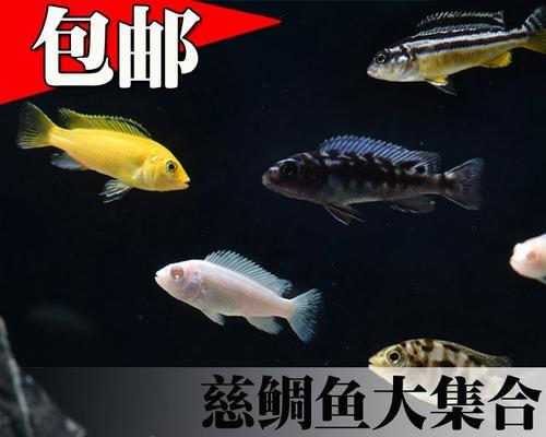闪电王子鱼的饲养方法（打造一个舒适健康的生活环境，让闪电王子鱼健康成长）