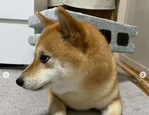 如何管教淘气的柴犬（以宠物为主的实用教程）