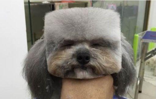 贵宾犬造型指南（打造萌萌哒贵宾犬，从造型开始）