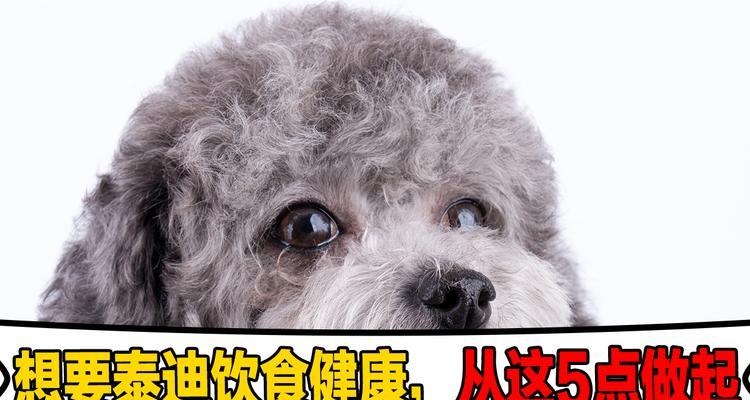 如何科学喂养狗狗，打造健康宠物生活（狗狗喂食指南，从饮食到健康无忧）