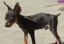 迷你杜宾犬的养护指南（如何照顾迷你杜宾犬的健康）