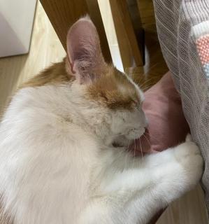 猫咪为什么喜欢咬鞋带？（探究猫咪对鞋带的喜爱和行为习惯）