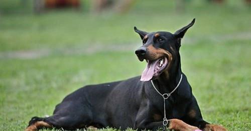 如何正确训练杜宾犬大小便？（以宠物为主，提高日常生活品质）