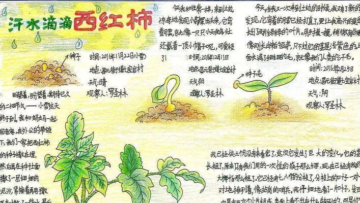 荷叶陆龟的饲养全指南（荷叶陆龟的饲养要点和注意事项，让你的宠物健康快乐）