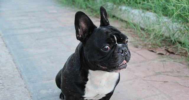 探究法国斗牛犬的性格特征（一只温顺却顽皮的家庭宠物）