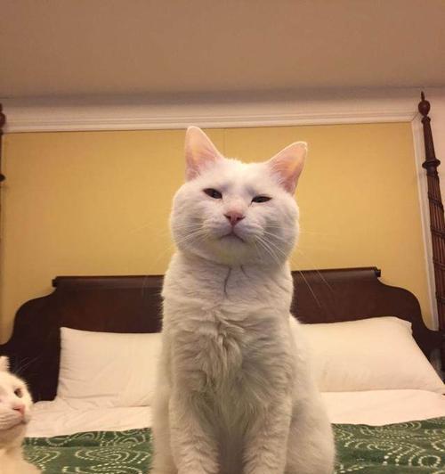 猫咪消瘦，如何恢复健康（营养不良是主要原因，饮食和运动需注意）