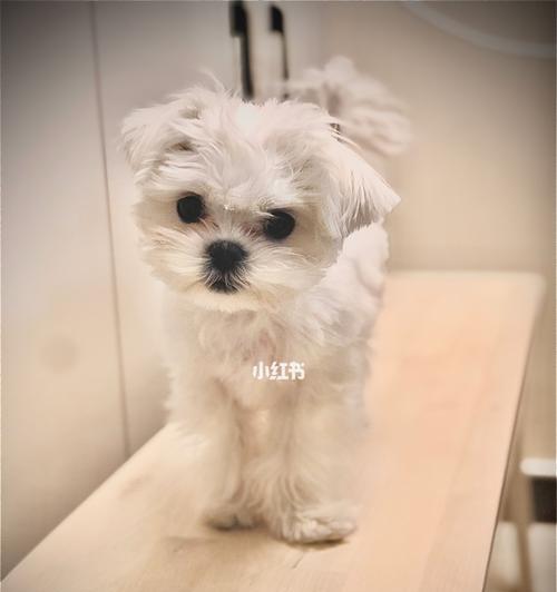 以马尔济斯犬养护指南（专为宠物主人打造的全面养护知识）