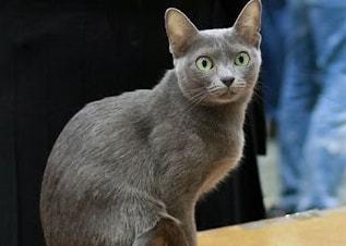 夏特尔猫的饲养方法详解（了解夏特尔猫的特点，让它们健康快乐成长）