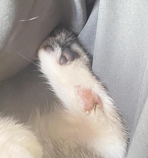 揭秘猫皮肤上的白色斑块（从病理到治疗，了解它的一切）