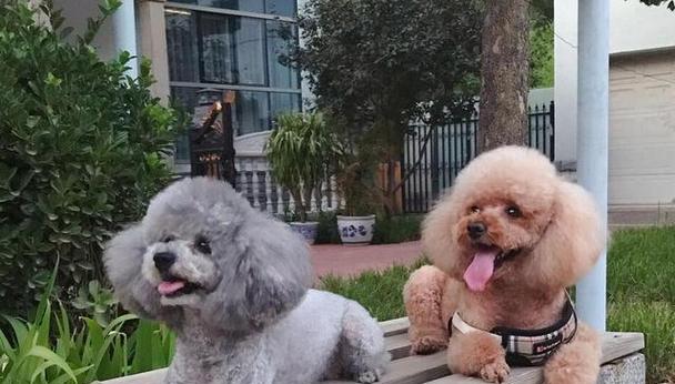 贵宾犬能否食用白萝卜？（宠物喂食注意事项、白萝卜的功效与不良反应）
