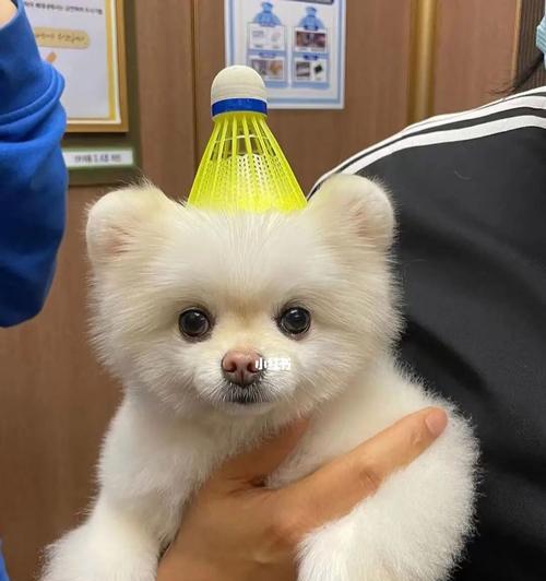 如何用简笔画画出可爱的博美狗（15个简单的步骤，让你轻松掌握博美狗的画法）