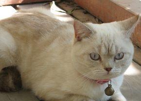 重点色短毛猫饲养全指南（从选择到养护，让你成为贴心又专业的猫奴）