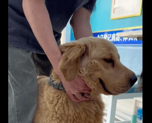 如何准备抱养幼犬？（宠物护理前注意事项及常见问题）
