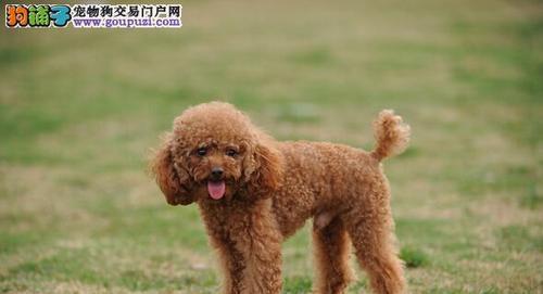 泰迪犬简单训练秘籍（以宠物为主，带你了解泰迪犬训练的诀窍）
