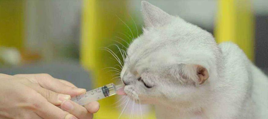 猫咪驱虫后多久可以洗澡？（洗澡前后的注意事项和安排）