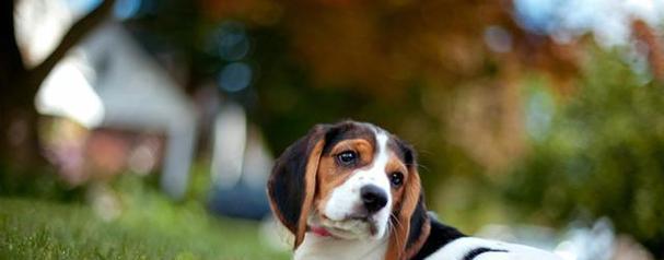 英国猎狐犬的饲养方法（以宠物为主，打造健康快乐的伙伴生活）