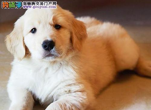 金毛犬常见护理（宠物爱好者必知的护理技巧）