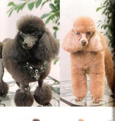 贵宾犬美容术（独具匠心的贵宾犬造型设计）