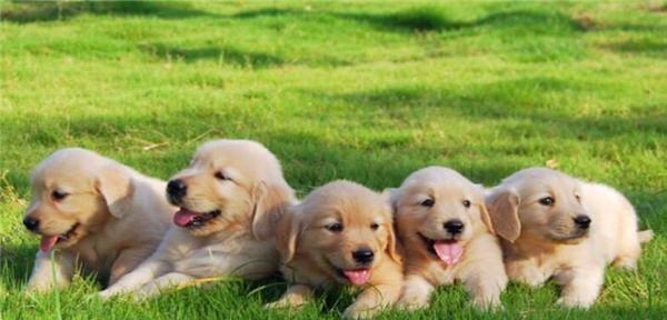 金毛犬的饲养秘籍（了解金毛犬，让它成为你的好朋友）