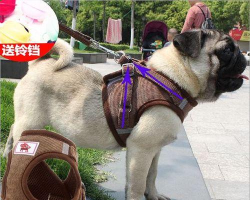如何进行有效的斗牛犬牵引训练（打造忠诚、听话的宠物伴侣）