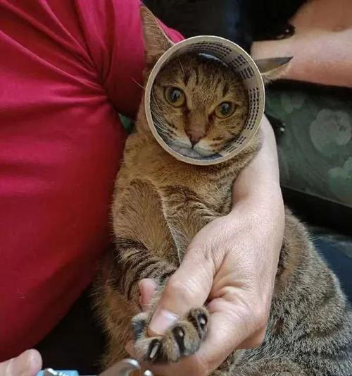 如何正确给宠物猫咪剪指甲（小技巧让宠物猫咪不再害怕剪指甲）