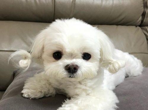 训练马尔济斯犬的秘诀（以宠物为主，打造忠诚、听话的小伙伴）