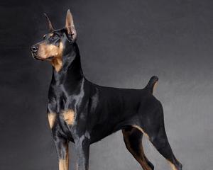 迷你杜宾犬名字的由来（探寻迷你杜宾犬名字的来源和含义）