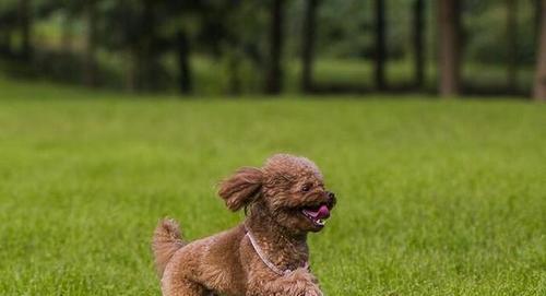 八个要点教你如何饲养健康可爱的贵宾犬（以宠物为主，打造幸福家庭生活）