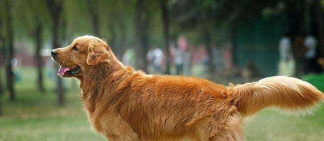 金毛成长指南——从幼犬到成犬需要多长时间？（探究金毛犬的成长过程，为宠物主人提供有用的养护经验）