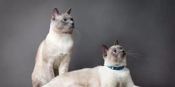 如何正确饲养伯曼猫（从喂食到照顾，全面了解伯曼猫的饲养方法）