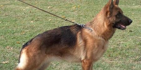 德国牧羊犬的饲养方法（让你的宠物成为最棒的伙伴）