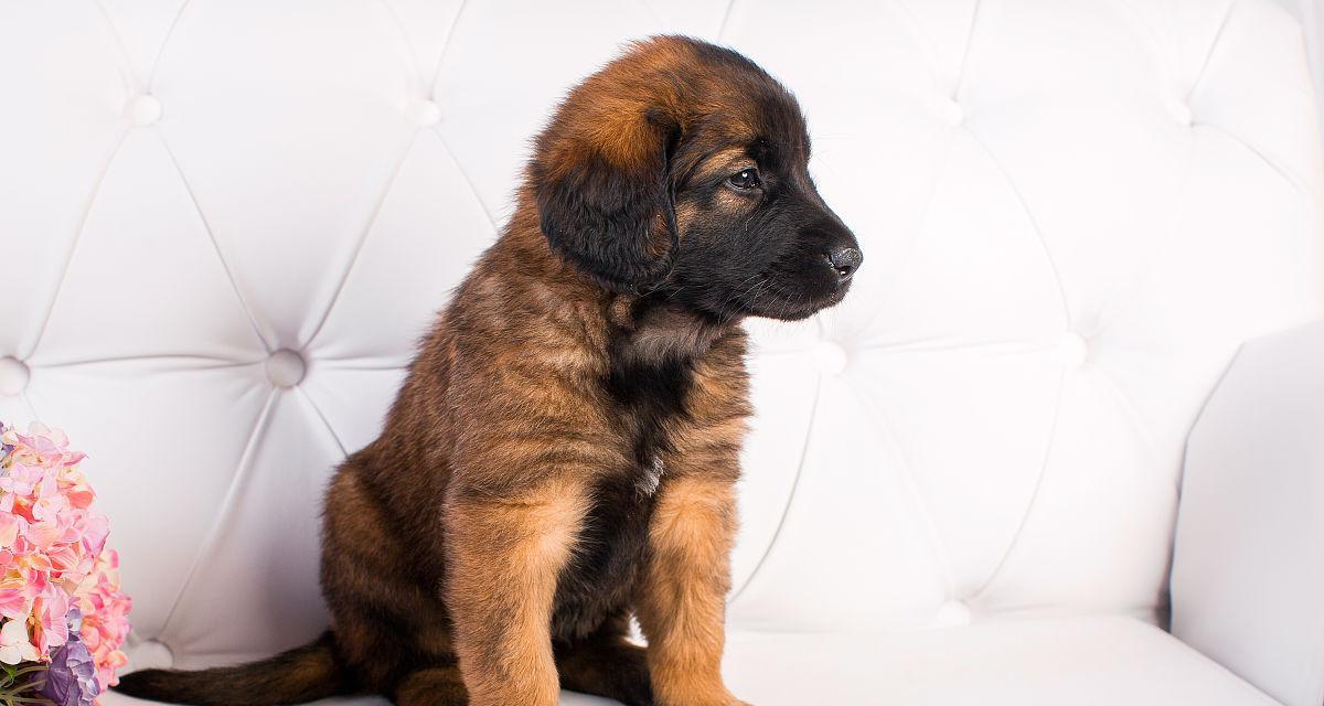 兰伯格犬的饲养方法（养一只健康、快乐的兰伯格犬）